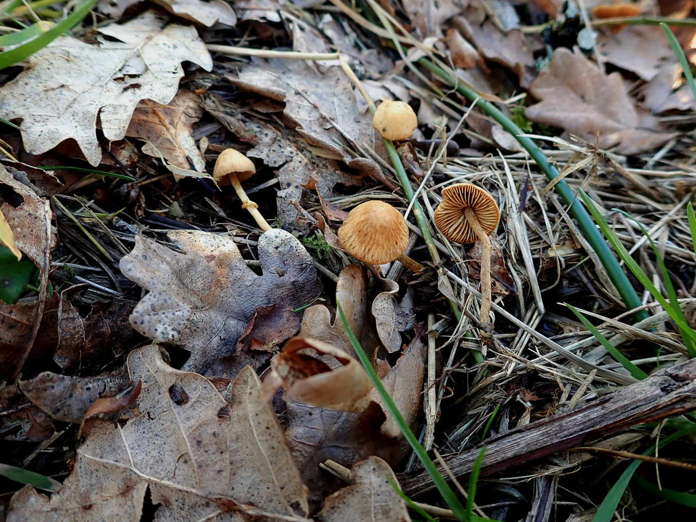 Photo © Penny Cullington Pholiotina rugosa by Penny Cullington